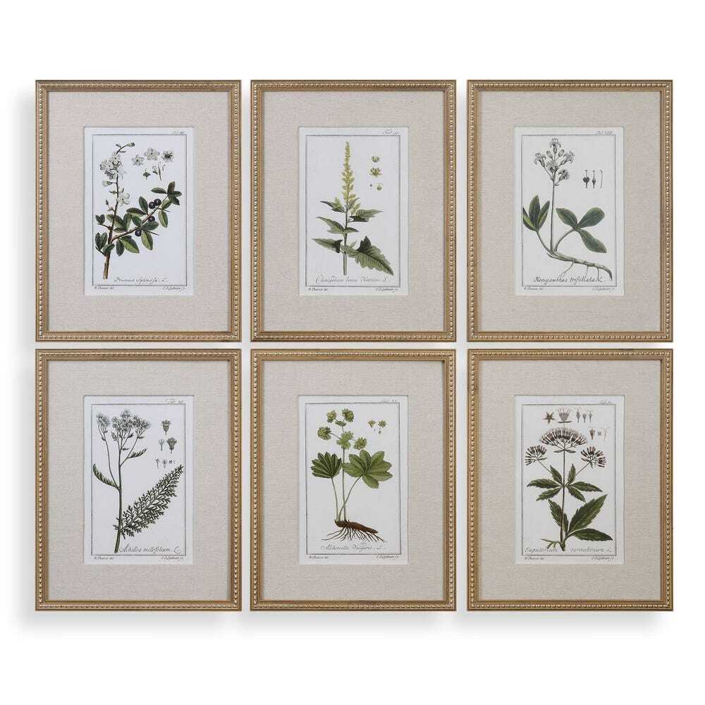 Set of six framed botanical prints featuring detailed green plant illustrations in gold frames